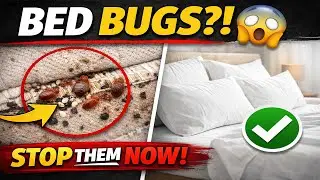 Most Effective Ways to Get Rid of Bed Bugs | Nobody Talks About!