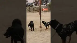 Rotwillr female VS black Bhotiya Dog #viral #uttrakandi #subscribe #rottweiler #Pets#animals