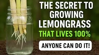 &ldquo;How to Grow Lemongrass Roots FAST &mdash; 100% Success!&rdquo;