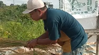 Menuai Padi sendiri