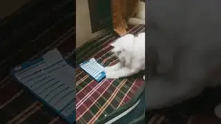 @Islamic786-l9h#cat#playing #time#shorts#youtube#short#videos#viral#shorts#plz_subscribe_my_channel