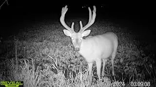 2024 Michigan Target buck