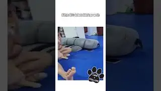 Kitty UFC debut 🥹 #cutecats #catlovers #shorts #ufc