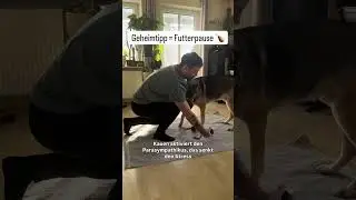 Warum dein #Hund den Ball ignoriert (und wie du es &auml;nderst!) 🎾🧠 #hundetraining #dogtraining