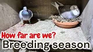 ⏳ Breeding Season 2026: How Far Are We REALLY? | Racing Pigeons