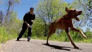 Dog Conditioning - Inline Skating with Vizsla
