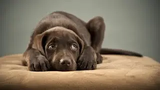 How to Potty Train A Lab Puppy