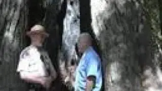 Trig with a Giant Redwood