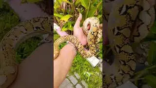 Retic python platinum 💥