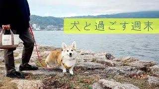【犬との暮らし】びわこ散歩と大阪カフェでのんびりな週末｜ベストバイ2025