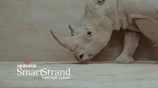 SmartStrand Carpet Gets the Ultimate Durability Test: A Rhino