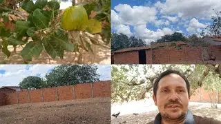 OLHA SÓ COMO ESTÁ HOJE O QUINTAL DA IRMÃ TÓTA TEM AÍDA CAJÚ 