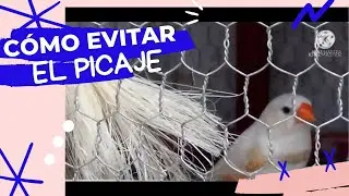 como evitar el picaje