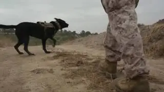 Hard Corps Jobs: Dog Handler