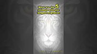 Do you know... what are the animals with the longest migration?