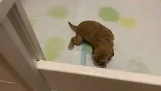 New space for the 3-week old puppies