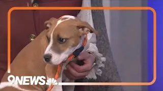Petline9: Sweet little William is ready for a forever home