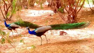 Peacock |and beautiful |sonud up and  niac look and so niac| Peacock vlogs