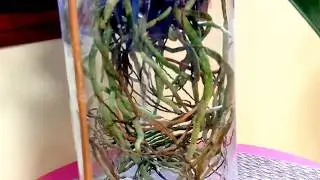 Lots of roots growing this Spring!  Tips on vanda care.