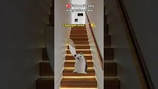 🪜🧼🤱🏻| #fypシ゚ #engra&ccedil;ado #memes  #rumoaos50k #pov_de_cats #pets #gato #vaiprafy #shorts #legal