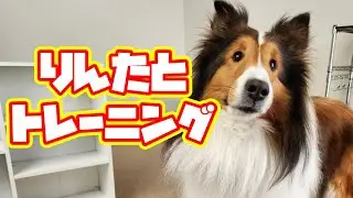 【Vチューバーデビュー】りんたのトレーニング動画