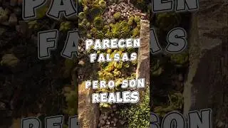 Estas plantas parecen de pl&aacute;stico&hellip; pero son reales 😱🌱