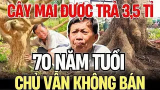 C&acirc;y Mai V&agrave;ng Cổ Thụ 70 Năm Tuổi Ở Quảng Ng&atilde;i:H&eacute;t Gi&aacute; 3,5 Tỷ Đồng, Độc Nhất V&ocirc; Nhị!| G&oacute;c Nh&igrave;n Nổi Bật