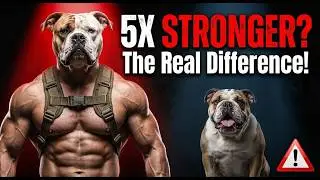 English Bulldog vs American Bulldog | Which one is good for you?