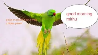 good morning||good morning Mithu||(@instaparrot )