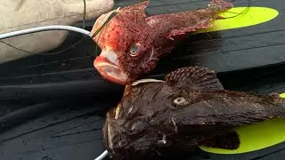 sculpin catch and cook (San Diego spear fishing)