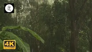 Heavy Tropical Rain on Roof in Costa Rica | Relaxing Rain Sounds Sounds for Sleep, Insomnia, Study