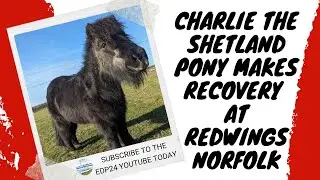 Charlie The Shetland Pony Makes Recovery At Redwings Norfolk