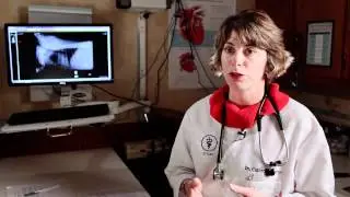 ACVIM Animal Survivor Video Featuring Angel