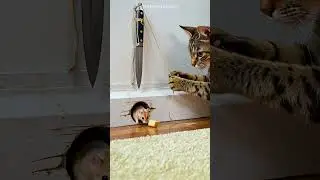 Shocking! Cat&rsquo;s plan in motion &mdash; is this a flawless trap? #cat #catandmouse #trending