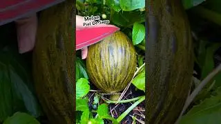 Piel De Sapo Melon 🍈 😱 #shorts #fruit #fruitcutting #satisfying #garden #enjoy