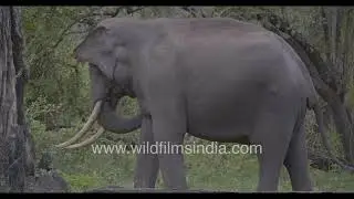 Gentle Giants: Tuskers & Calves Grazing in Harmony