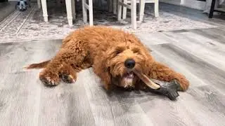 Bully Stick Holder for dogs - Is it worth it? (Product link in description) 