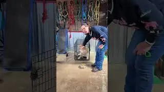 This One Skill Stops Puppies From Diving Into Their Food