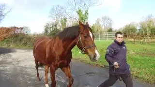 Knockhouse Stud - Notnowcato - Irish Stallion Trail 2017