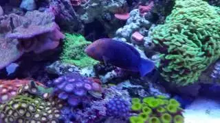 Potters Wrasse in mix SPS Dominant Reef