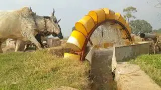 Bulls Operating Old Technology of Water Wheel Irrigation System