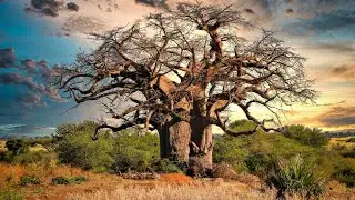 Baobab Tree: The Mysterious Tree of Life Explained