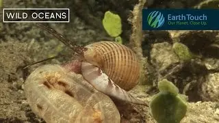 Snail vs Sea Cucumber