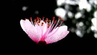 Night Blossom - Paul Machlis