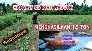 @KEMBAREN88 petani jagung sukses//pupuk pertama jagung 20 HST
