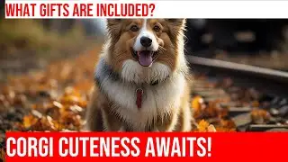 Corgi Lover's Gift Guide: Perfect Presents for Pembroke Welsh Corgi Fans!