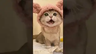 When Naughty Cats Can&rsquo;t Stop Meowing! 🐾