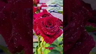 Дача как хобби. Цветы. #цветы #instrumental #music #дача #сад #garden #огород