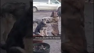 He&rsquo;s Blessing Other Dogs 😂🐶 #dogs #dogshorts #dog #funnyvideo #funny #funnyshorts #comedy #viral