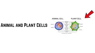 Unit 1 Cellular Organization of Plants and Anim Chapter 3 Animal and Plant Cells